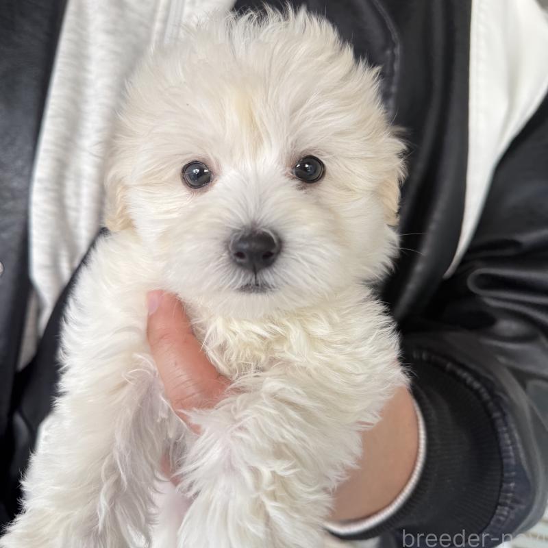 成約済の大阪府のマルプー:マルチーズ×トイプードル-436425の4枚目