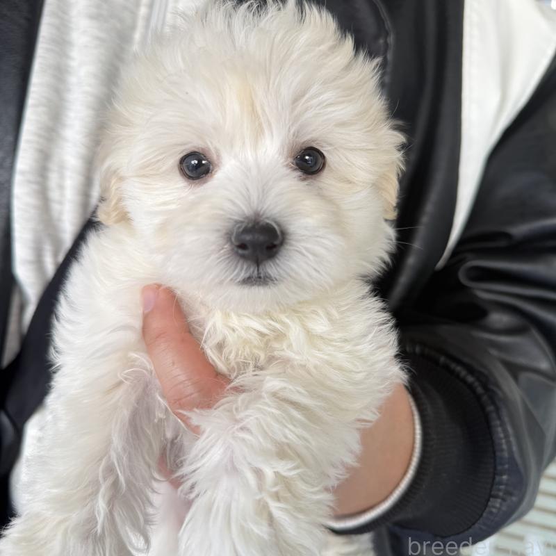 販売中の大阪府のマルプー:マルチーズ×トイプードル-436425