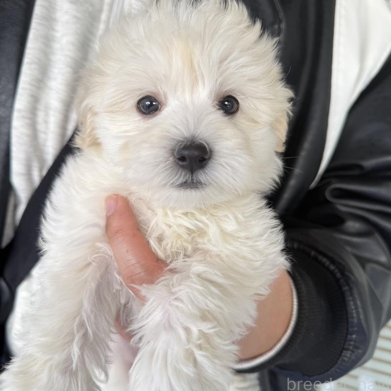 成約済の大阪府のマルプー:マルチーズ×トイプードル-436425の3枚目