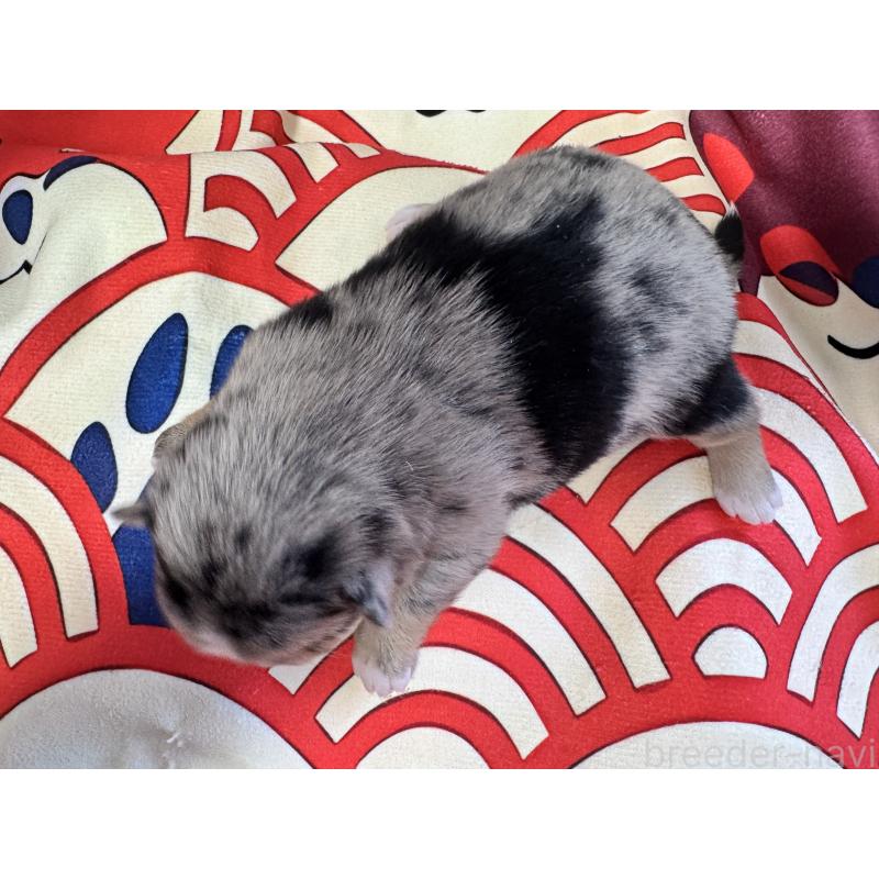 販売中の茨城県のミックス犬-434031の15枚目