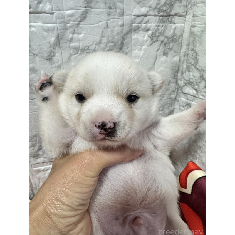 販売中の茨城県のミックス犬-436773の4枚目