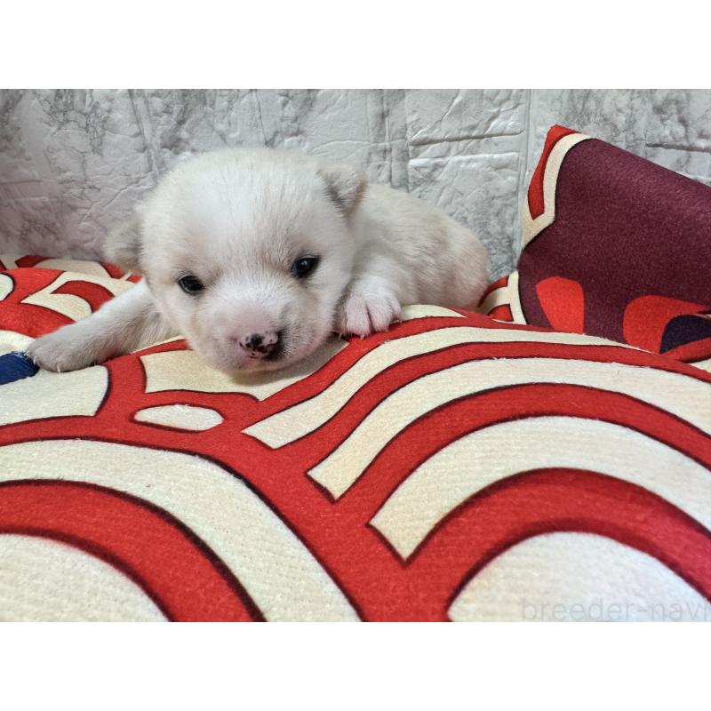 販売中の茨城県のミックス犬-436773の3枚目