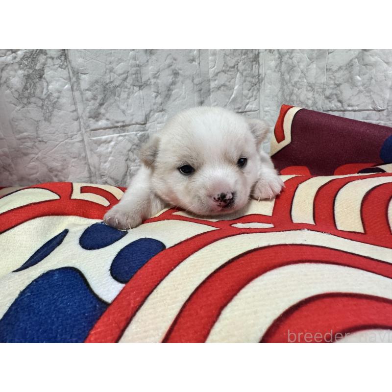 販売中の茨城県のミックス犬-436773の2枚目