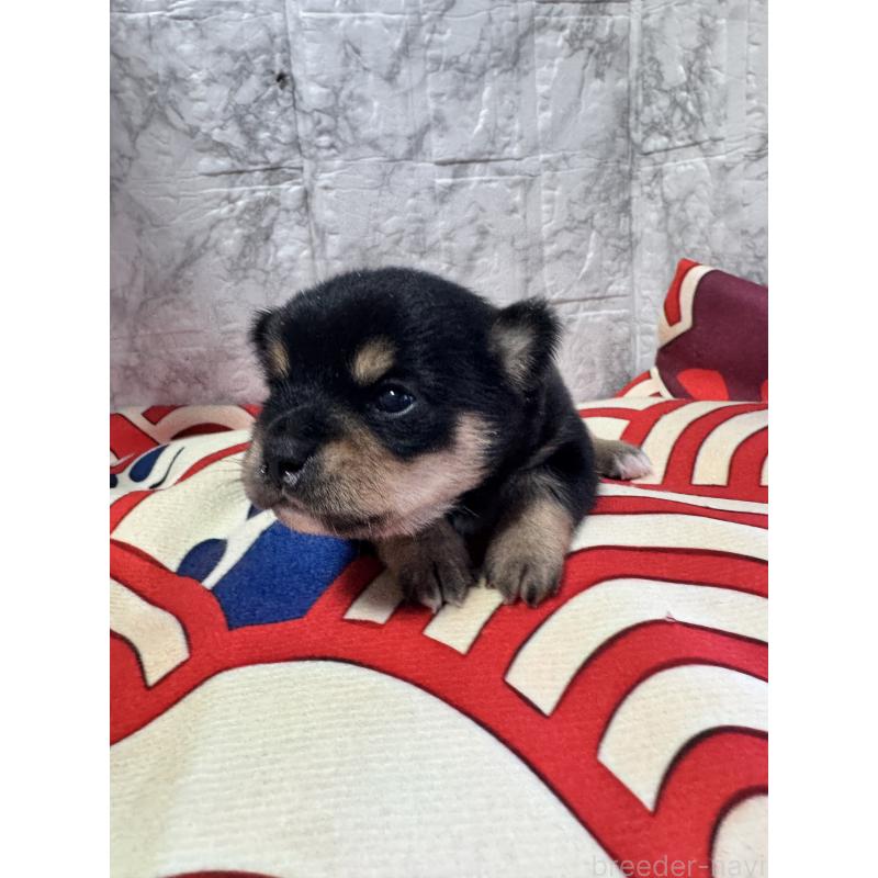 販売中の茨城県のミックス犬-436775の4枚目