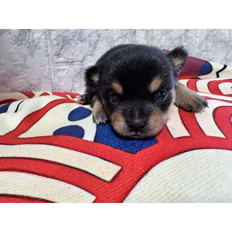 販売中の茨城県のミックス犬-436775の3枚目