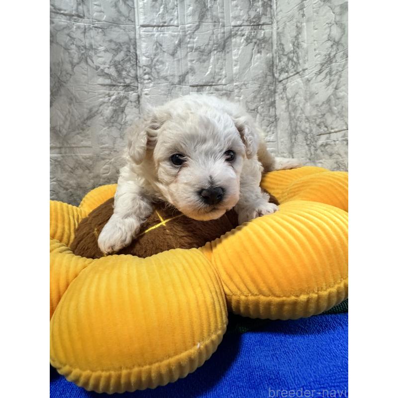 販売中の茨城県のビションフリーゼ-436776の2枚目