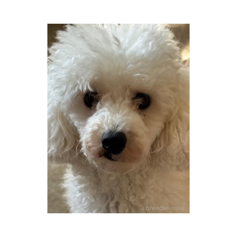 販売中の京都府のトイプードル-436780の3枚目