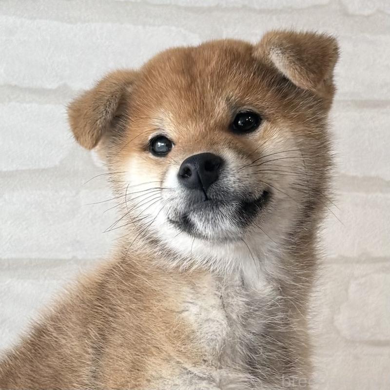 販売中の大阪府の柴犬-430995の11枚目