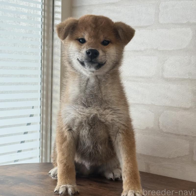 販売中の大阪府の柴犬-430995の10枚目