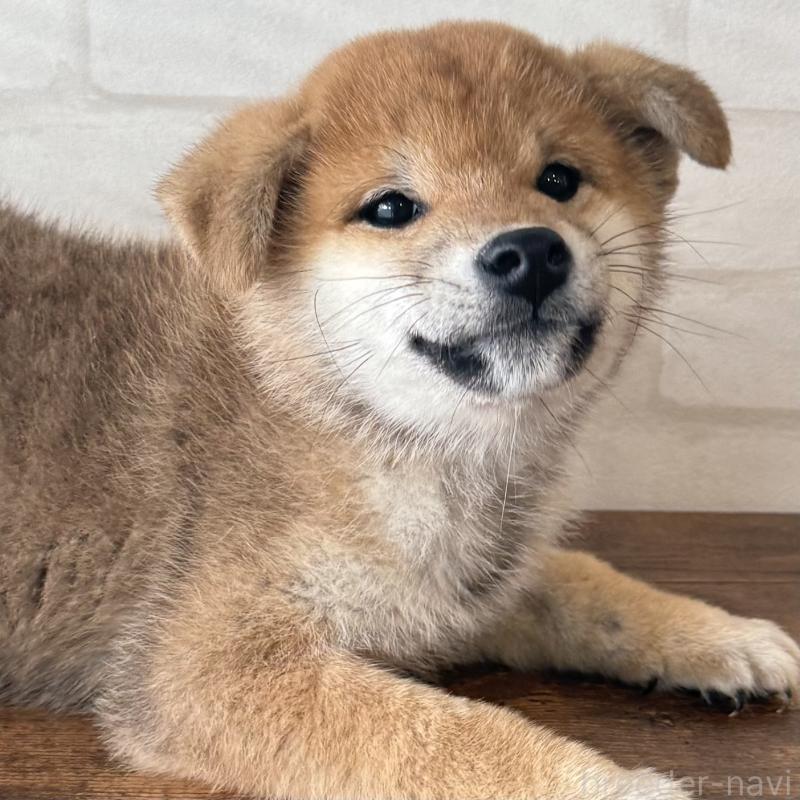 販売中の大阪府の柴犬-430995の9枚目