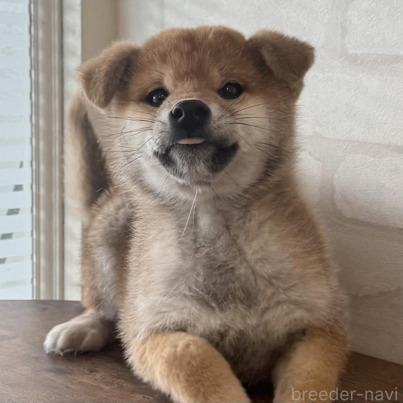 販売中の大阪府の柴犬-430995の8枚目