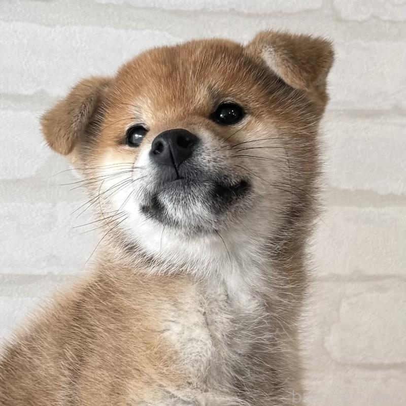 販売中の大阪府の柴犬-430995