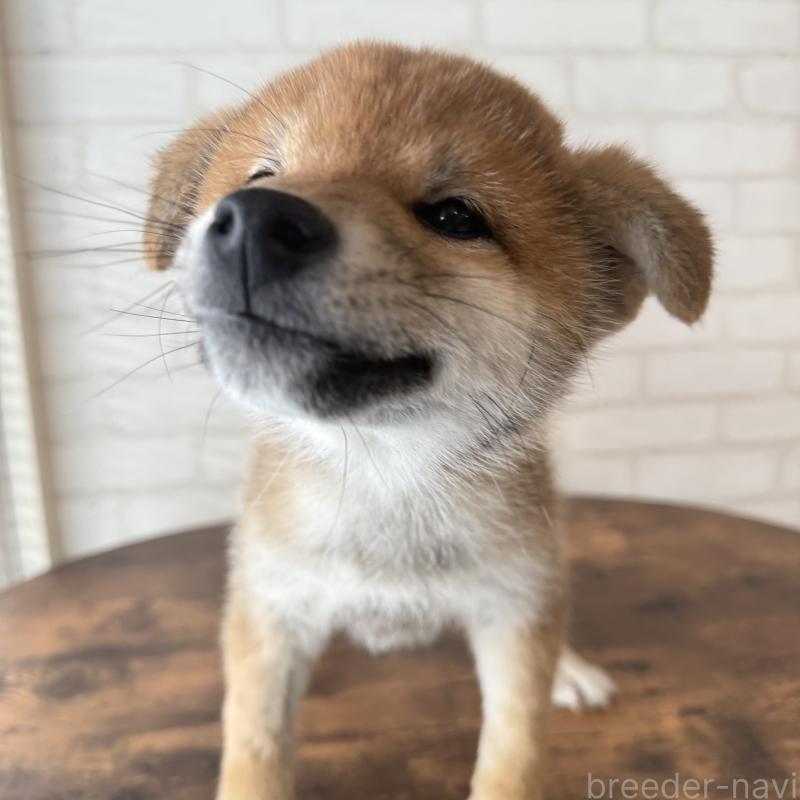 販売中の大阪府の柴犬-430995の7枚目