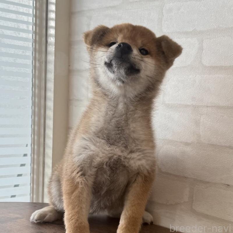 販売中の大阪府の柴犬-430995の6枚目