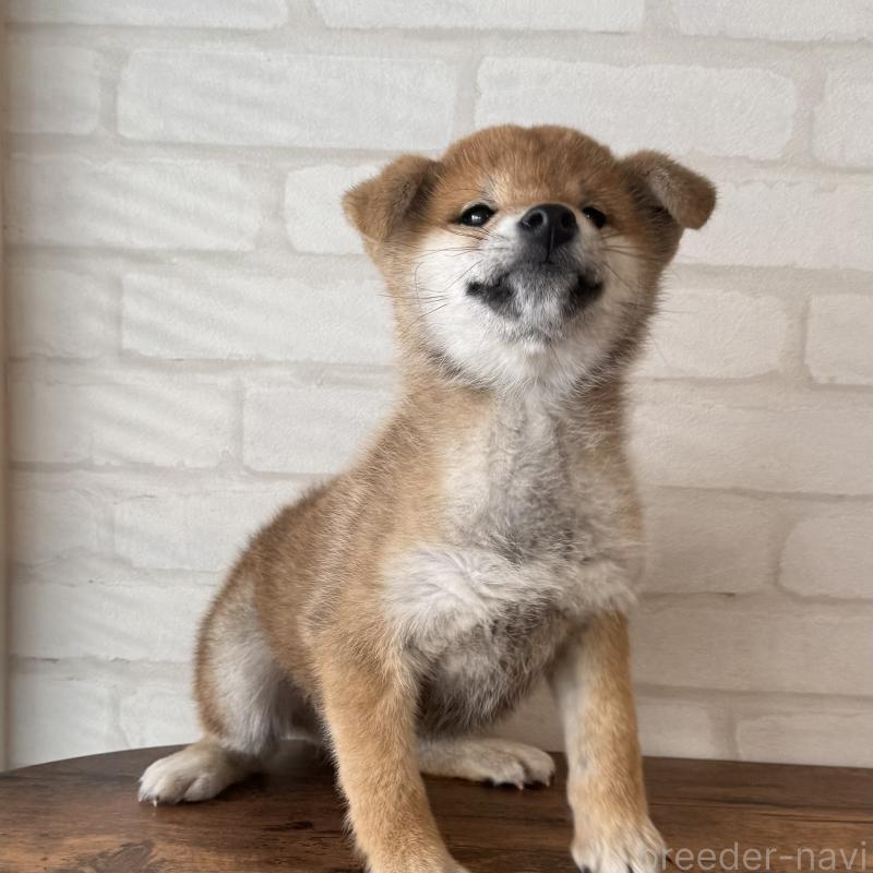 販売中の大阪府の柴犬-430995の5枚目