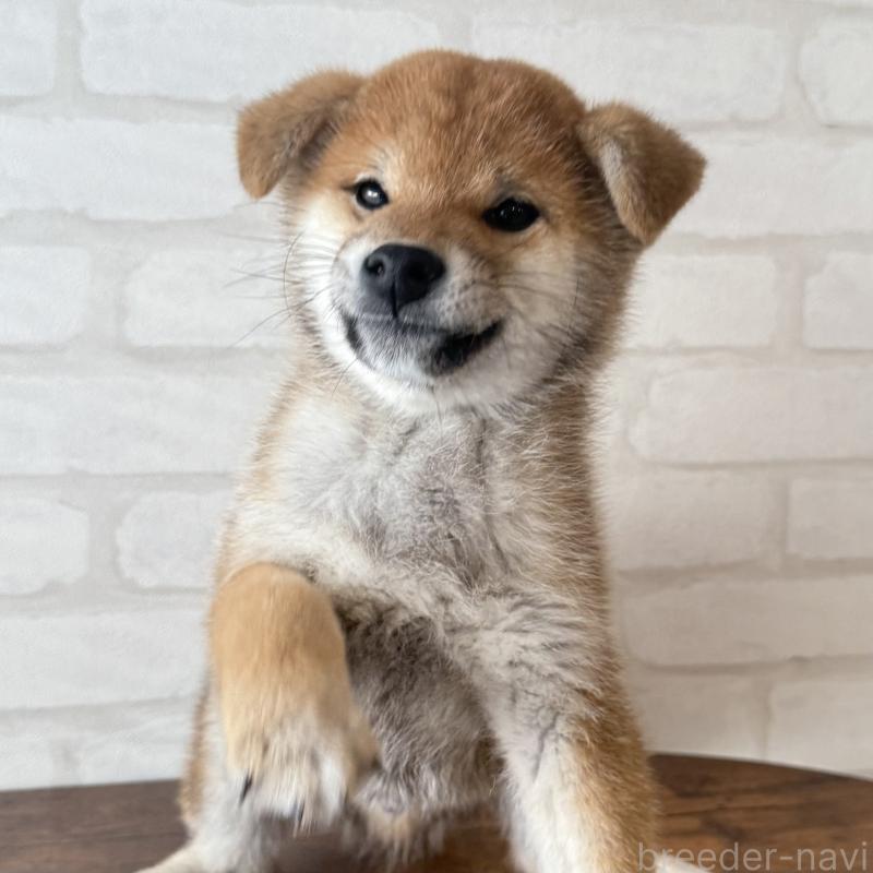 販売中の大阪府の柴犬-430995の4枚目