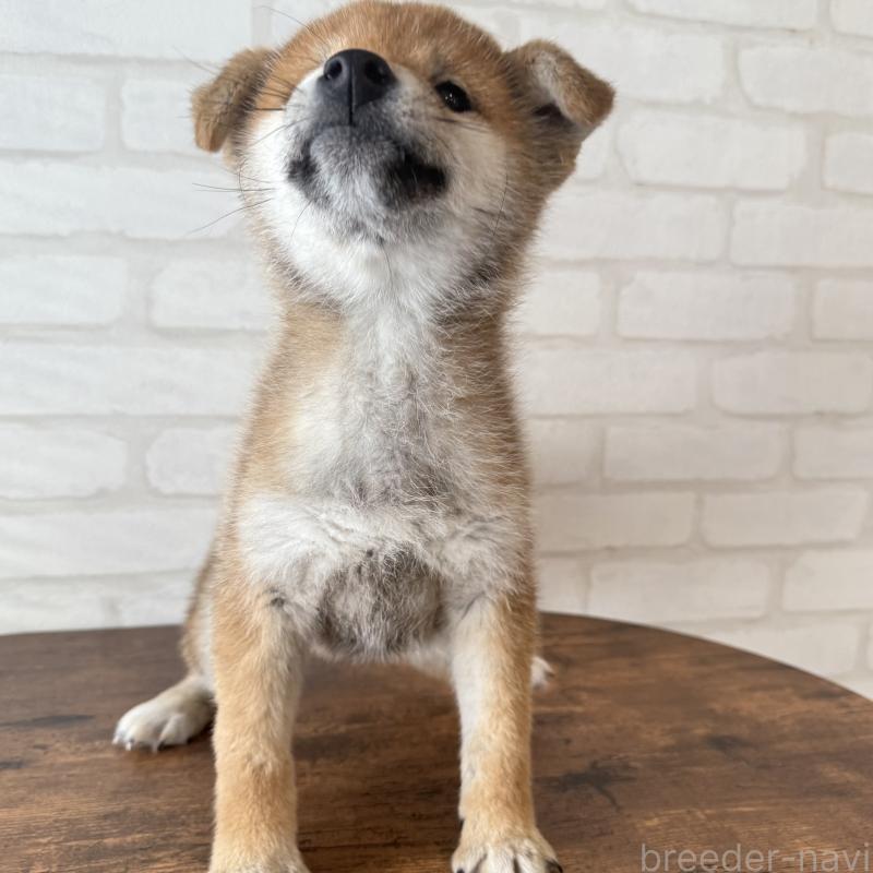 販売中の大阪府の柴犬-430995の3枚目