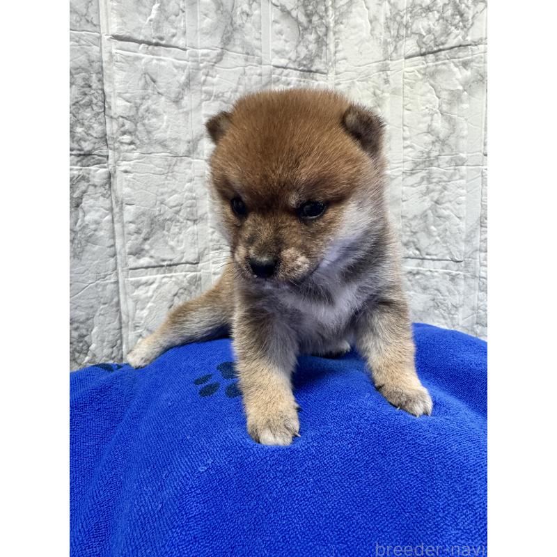 販売中の茨城県の豆柴-436778の8枚目