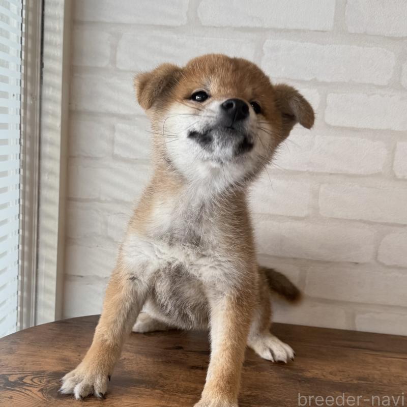 販売中の大阪府の柴犬-430995の2枚目