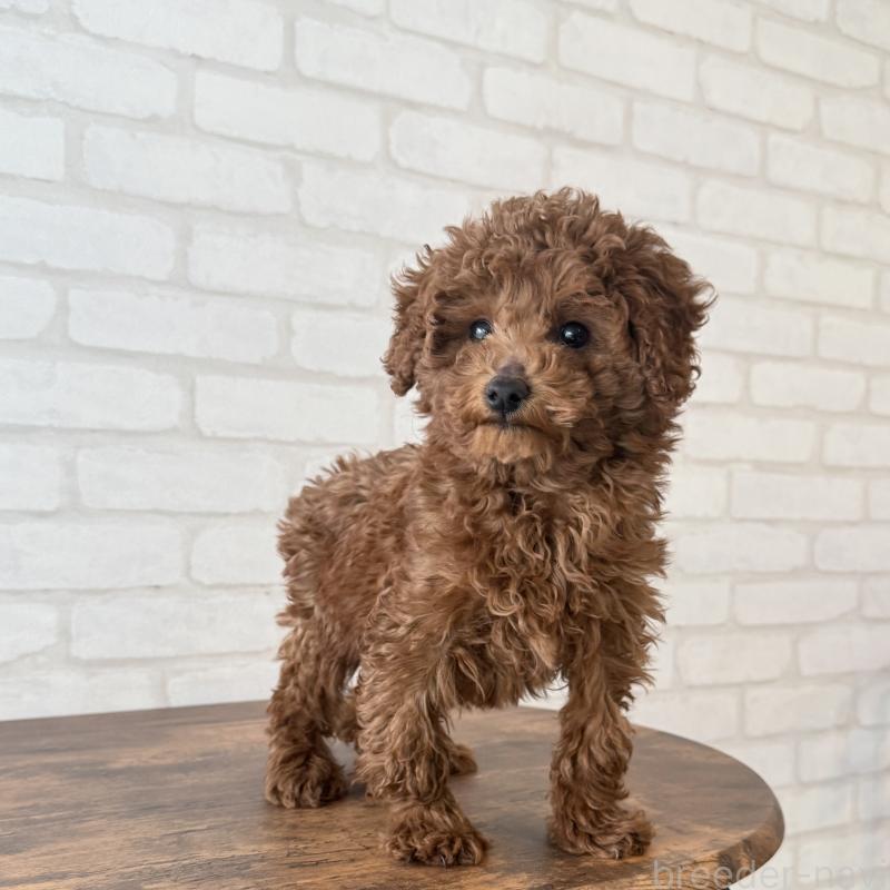 成約済の大阪府のトイプードル-430996の8枚目