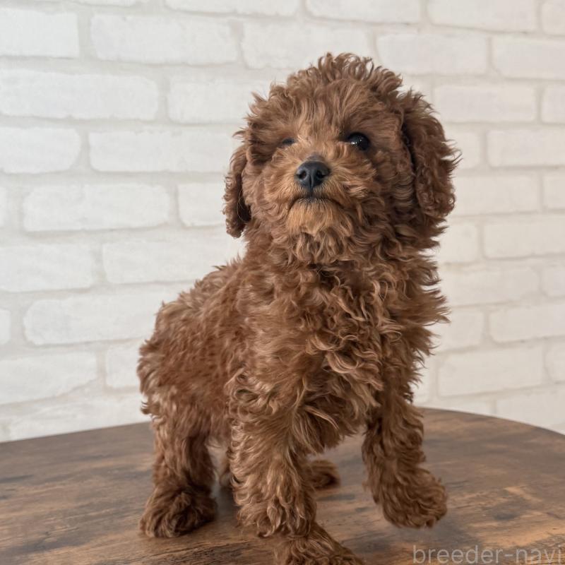 成約済の大阪府のトイプードル-430996の7枚目