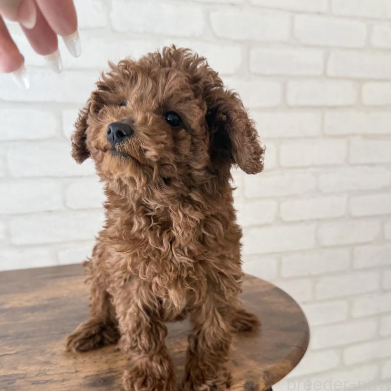 成約済の大阪府のトイプードル-430996の6枚目