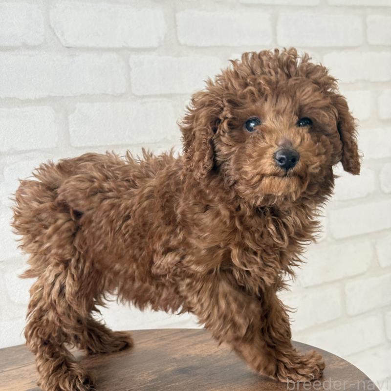 成約済の大阪府のトイプードル-430996の5枚目