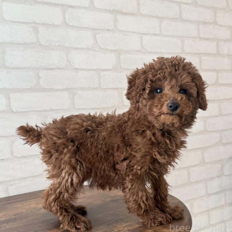 成約済の大阪府のトイプードル-430996の4枚目