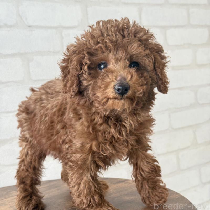 成約済の大阪府のトイプードル-430996の3枚目