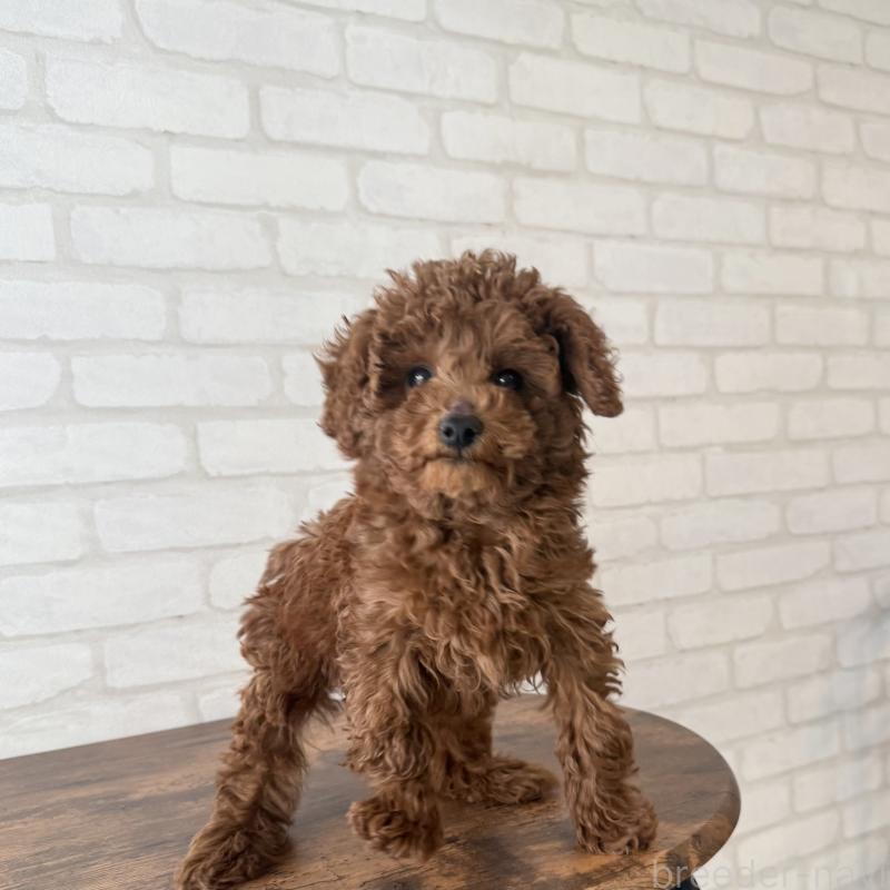 成約済の大阪府のトイプードル-430996の2枚目