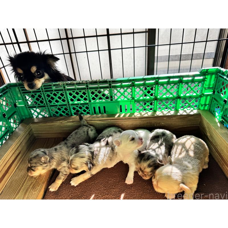 販売中の茨城県のチワワ(ロングコート)-434029の12枚目