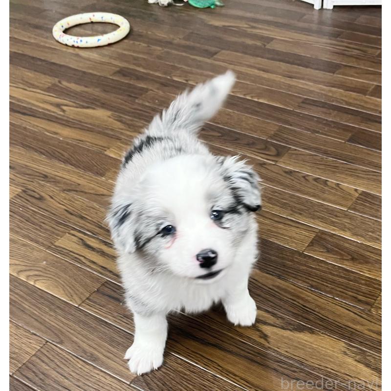 販売中の東京都のボーダーコリー-436779の9枚目