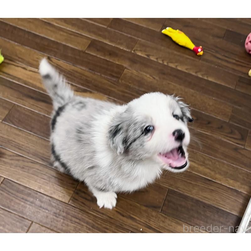 販売中の東京都のボーダーコリー-436779の7枚目