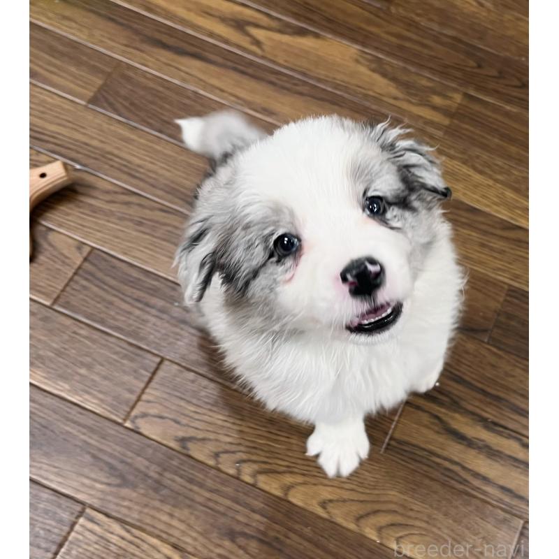 販売中の東京都のボーダーコリー-436779の6枚目