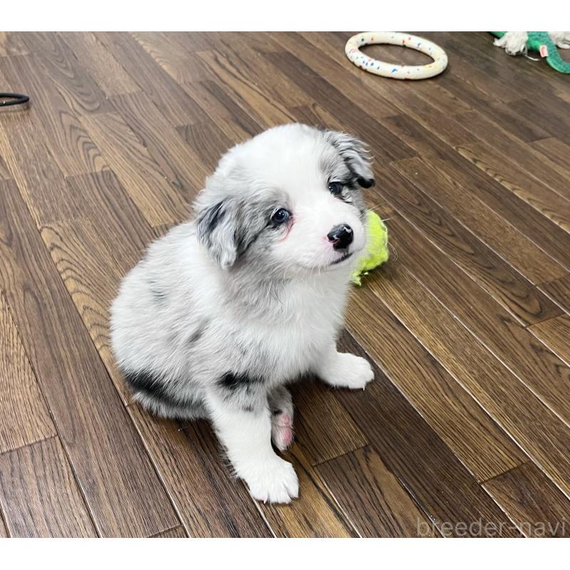 販売中の東京都のボーダーコリー-436779の5枚目