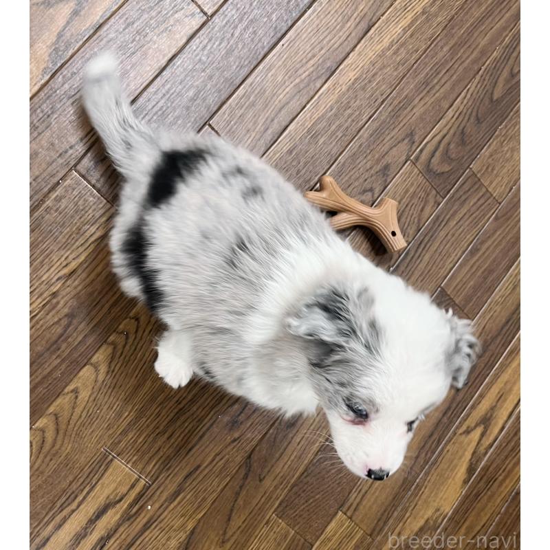 販売中の東京都のボーダーコリー-436779の4枚目