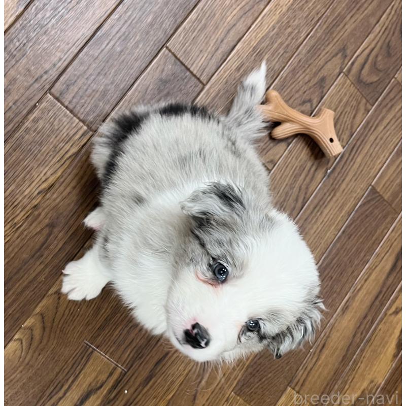 販売中の東京都のボーダーコリー-436779の3枚目