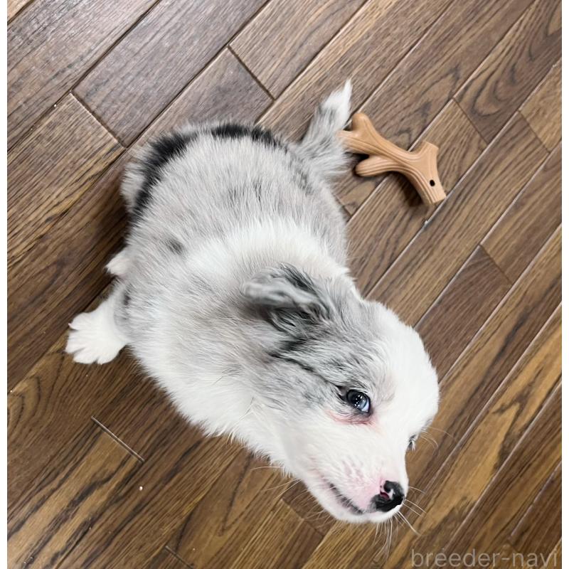 販売中の東京都のボーダーコリー-436779の2枚目