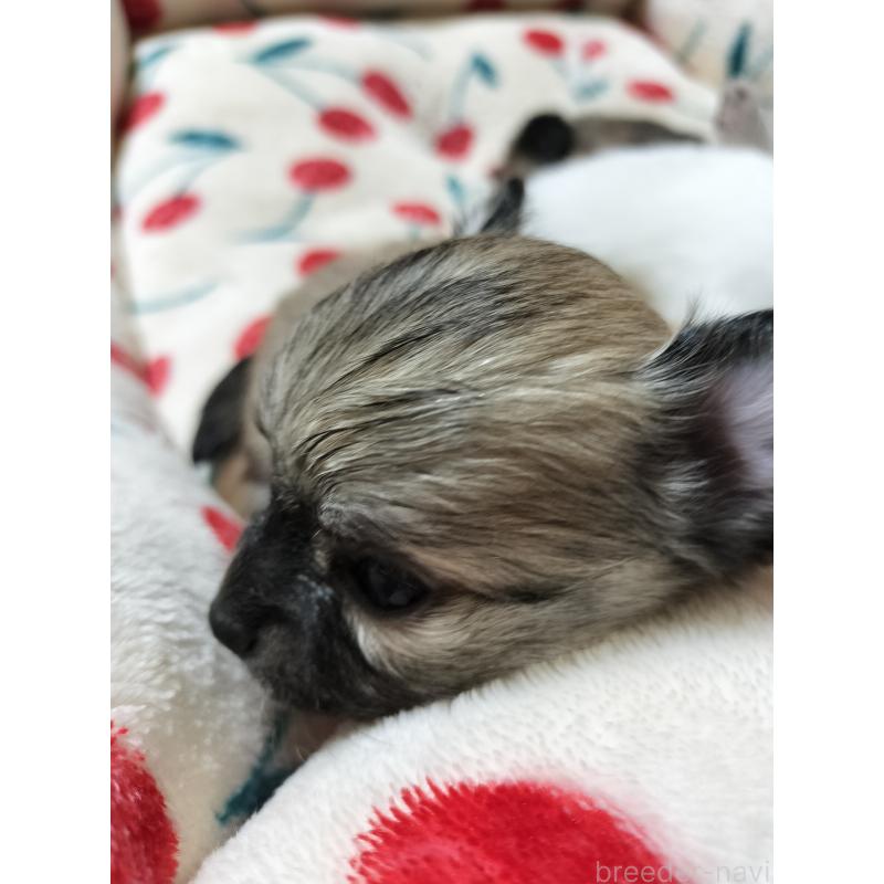 販売中の広島県のチワワ(ロングコート)-436787の3枚目