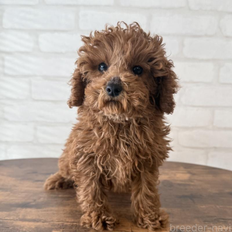 成約済の大阪府のトイプードル-425826の9枚目