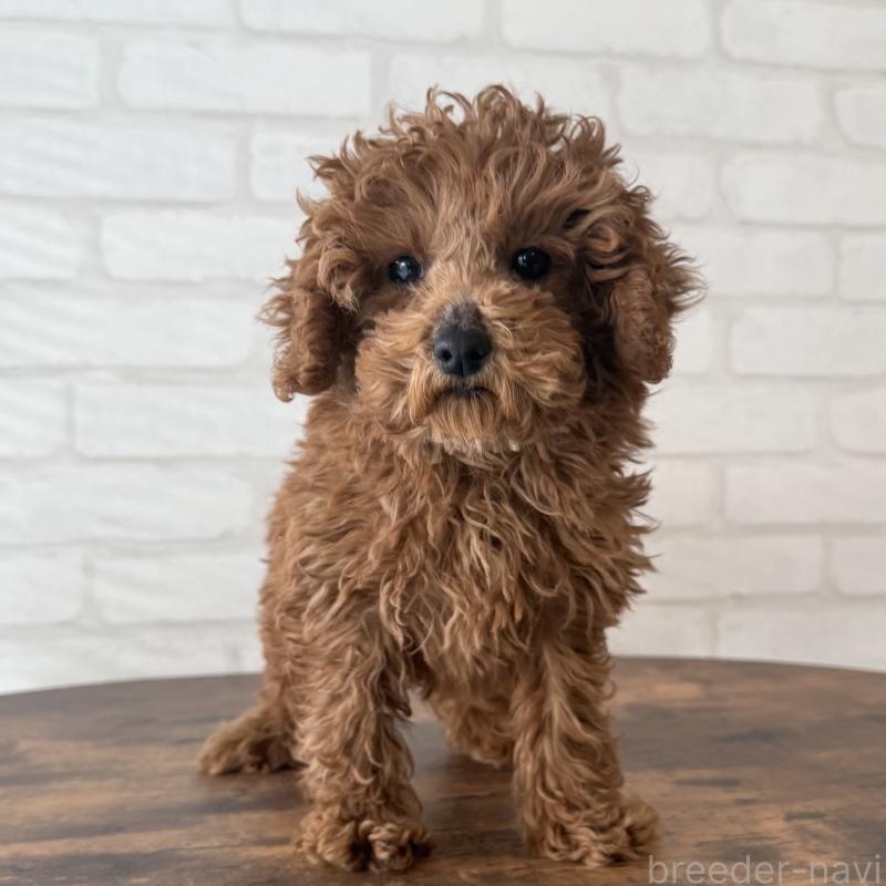 成約済の大阪府のトイプードル-425826の8枚目