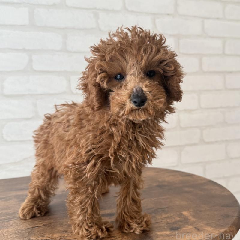 成約済の大阪府のトイプードル-425826の7枚目