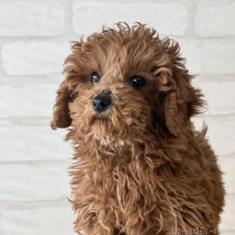 成約済の大阪府のトイプードル-425826の6枚目