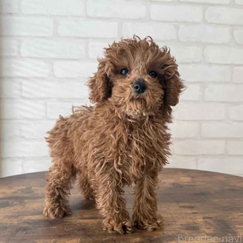 成約済の大阪府のトイプードル-425826の5枚目