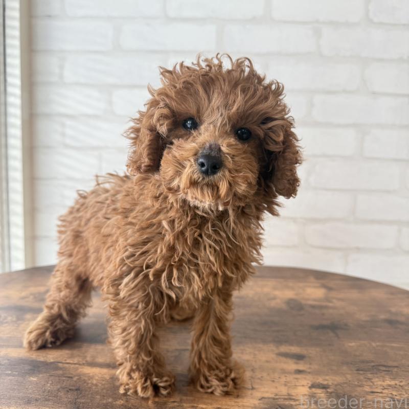 成約済の大阪府のトイプードル-425826の4枚目