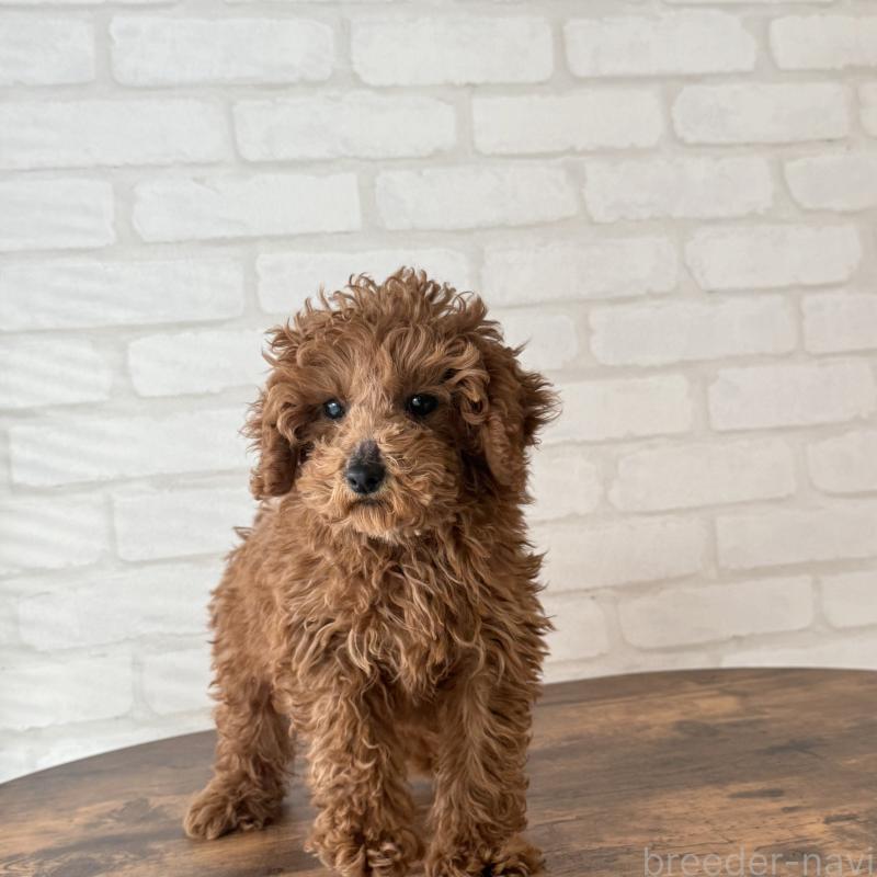 成約済の大阪府のトイプードル-425826の3枚目