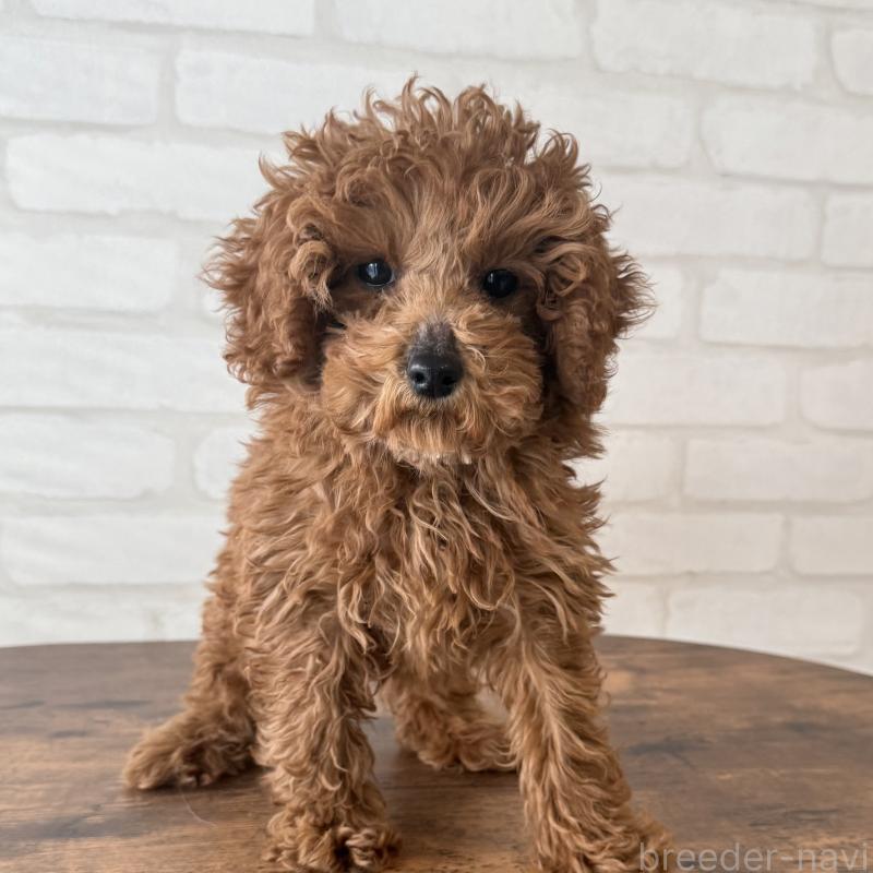 成約済の大阪府のトイプードル-425826の2枚目