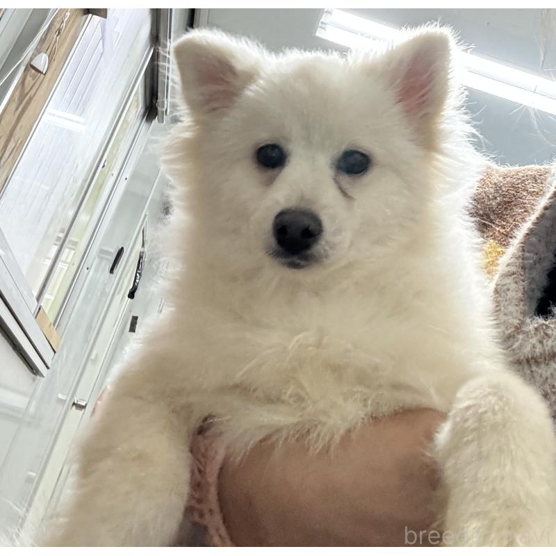 販売中の茨城県の日本スピッツ-436786の4枚目