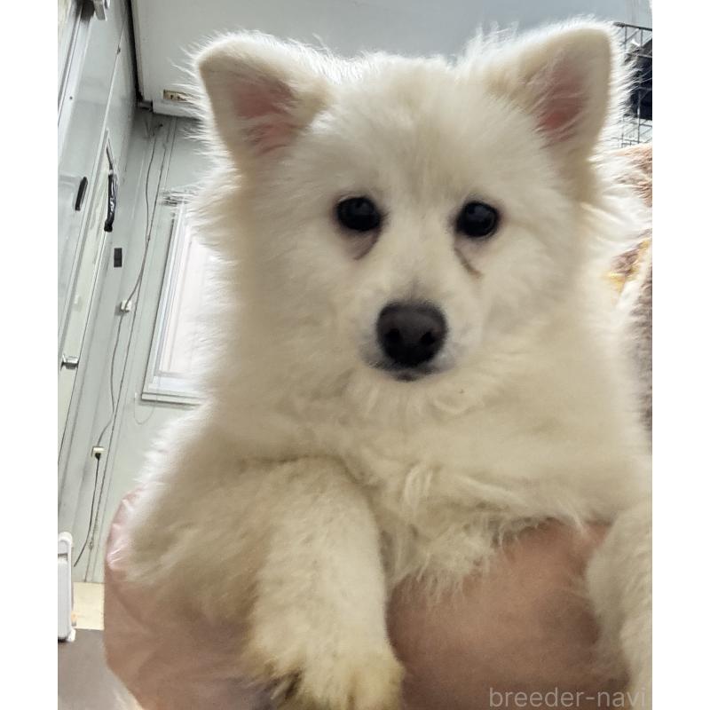 販売中の茨城県の日本スピッツ-436786の3枚目