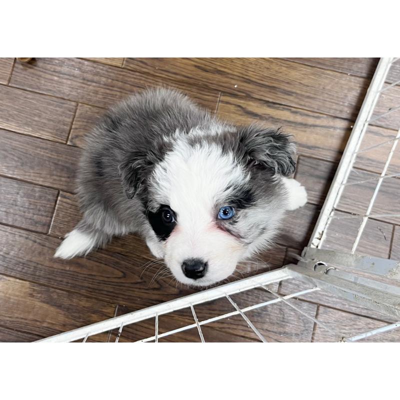 成約済の東京都のボーダーコリー-436783の10枚目